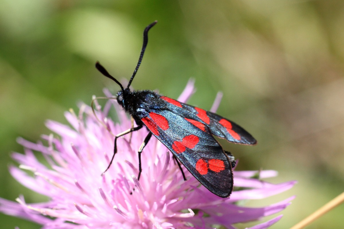 Sechsfleckwidderchen (Zygaena filipendulae) am 18.7.2010 am Rhein bei Rust.