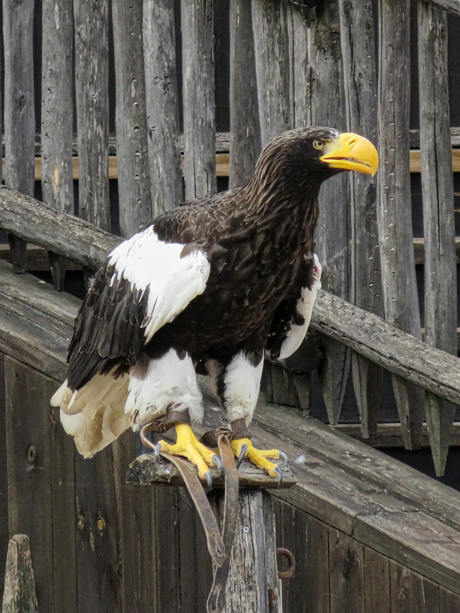 Seeadler bei der Flugschau im Zoo d'Amneville, 26.9.2017