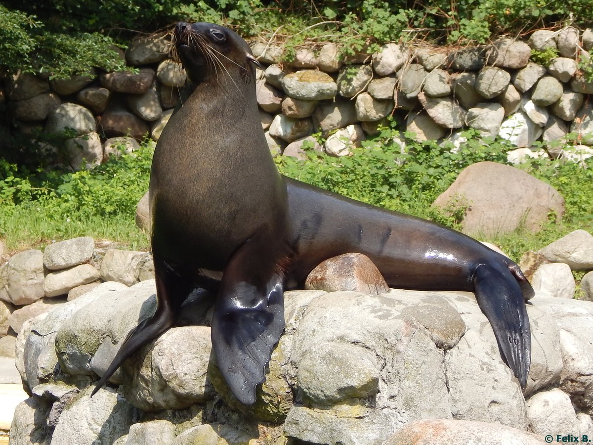 Seebr im Rostocker Zoo am 02.06.2016