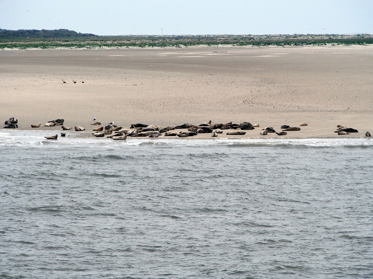 Seehundbank auf Langeoog (15. Mai 2014)