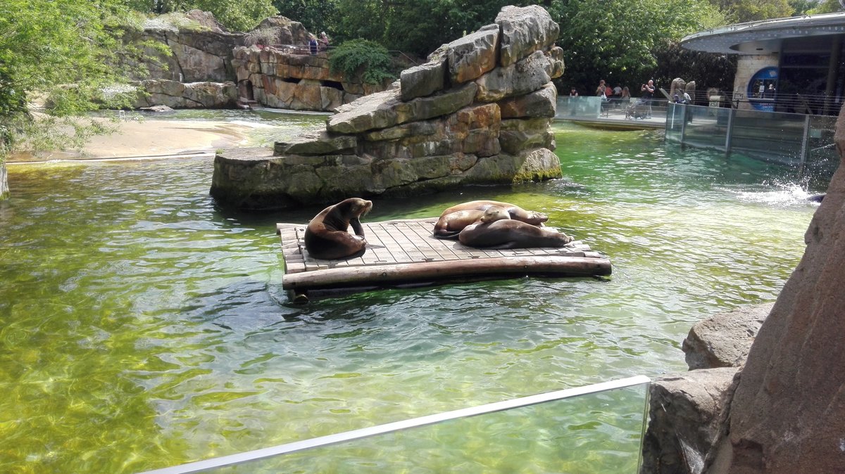 Seehunde sonnen sich auf einer Plattform im Welllenbad im Berliner Zoo. Aufgenommen am 29.05.2020.