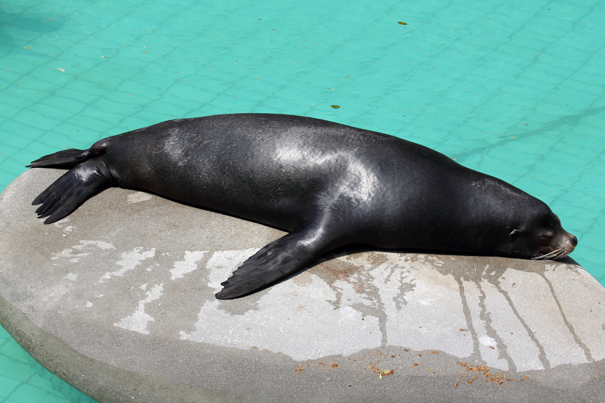 Seelwe im Wuppertaler Zoo 10.7.2016