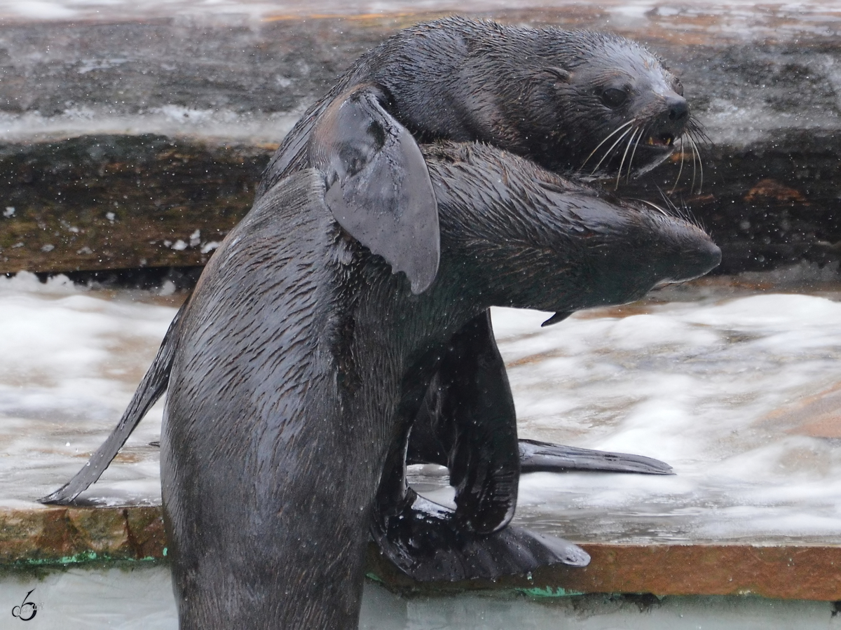 Seelwen im Zoo Dortmund. (Februar 2013)