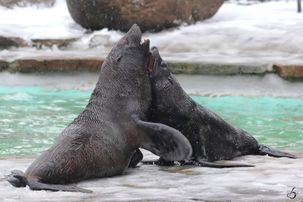 Seelwen im Zoo Dortmund. (Januar 2013)