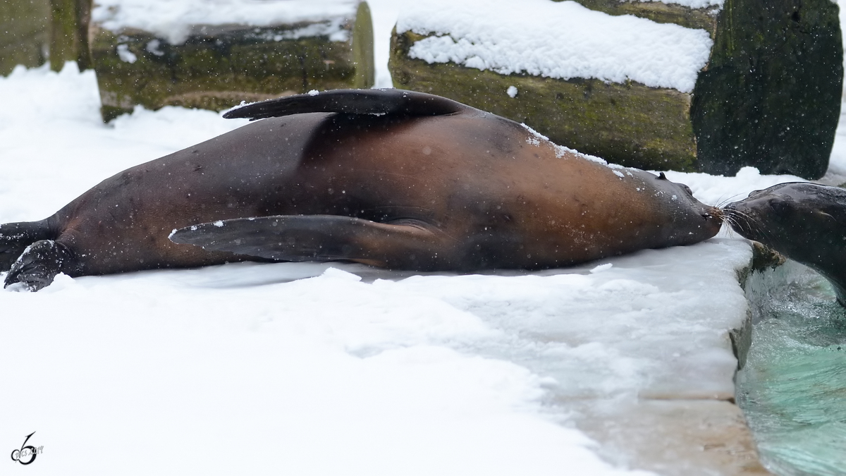 Seelwen im Zoo Dortmund. (Januar 2013)