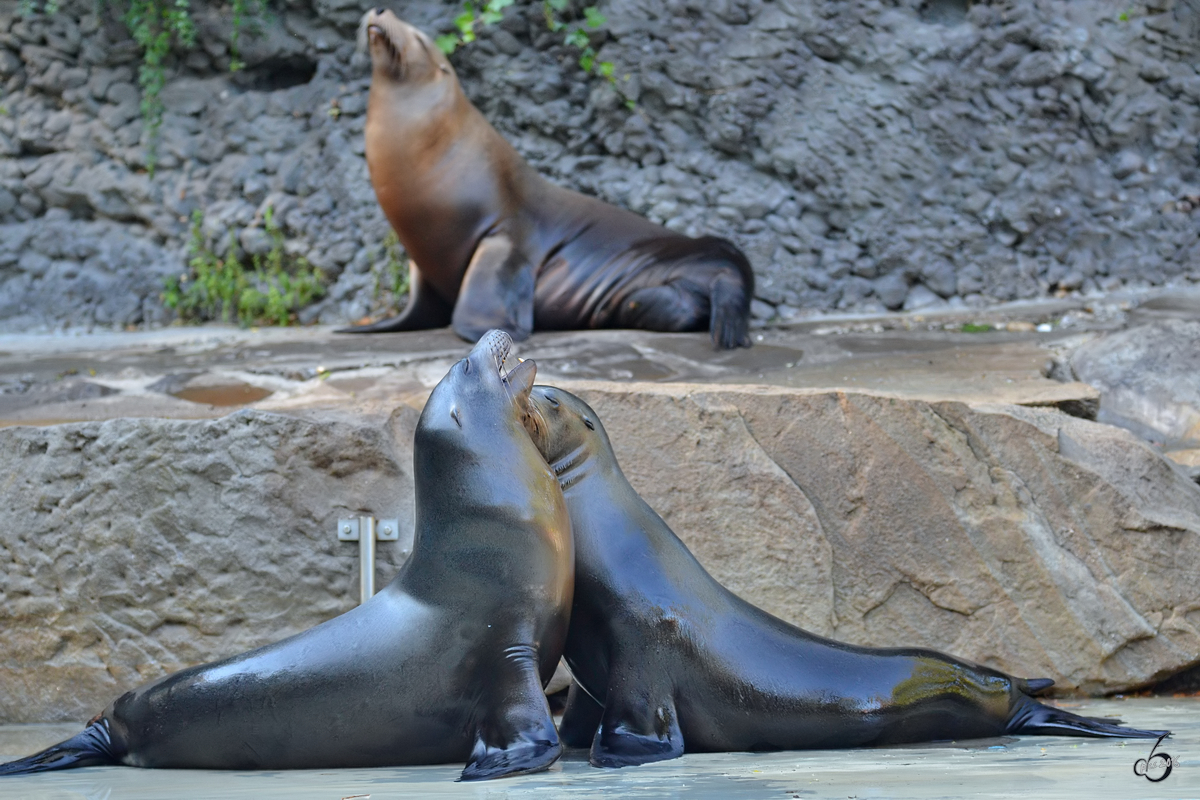 Seelwen im Zoo Duisburg. (Oktober 2011)