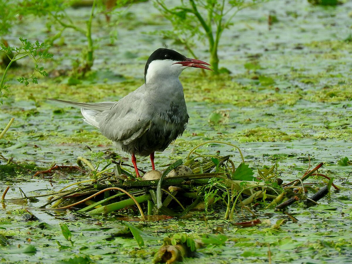 Seeschwalbe(Sterninae) konnte samt ihrem Gelege anlsslich einer gefhrten Bootstour im weitlufigen Donaudelta beobachtet werden; 230705