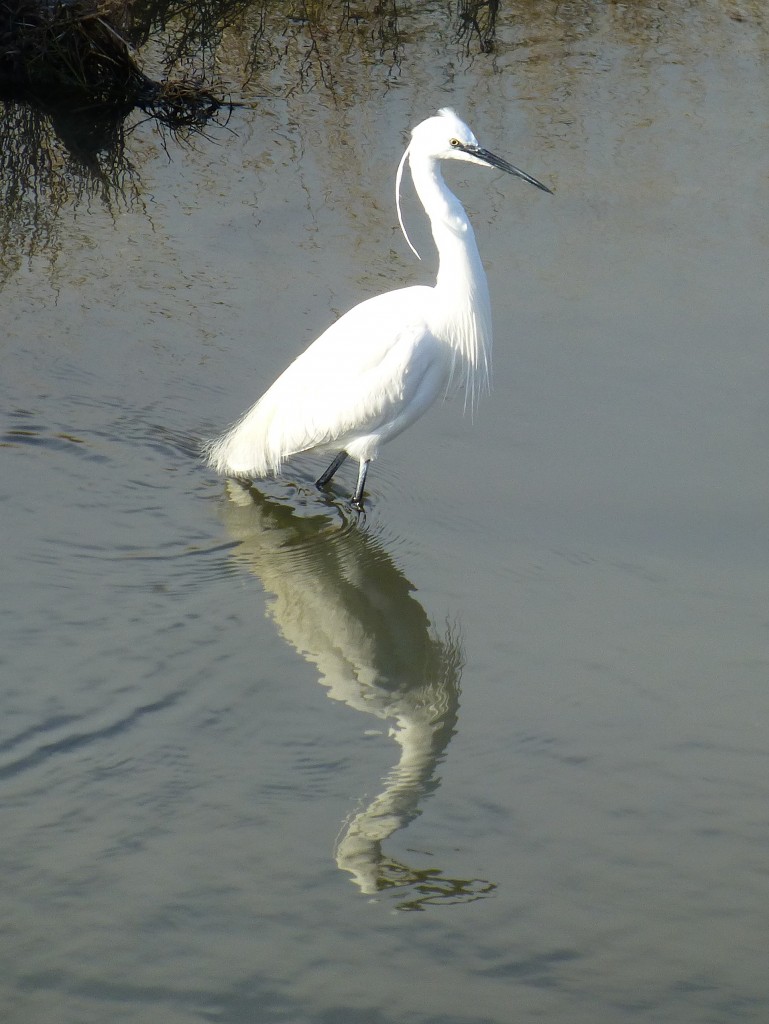 Seidenreiher (Egretta garzetta) im tang de Thau, bei Bouzigues (Frankreich, Languedoc, Hrault). 06.02.2014