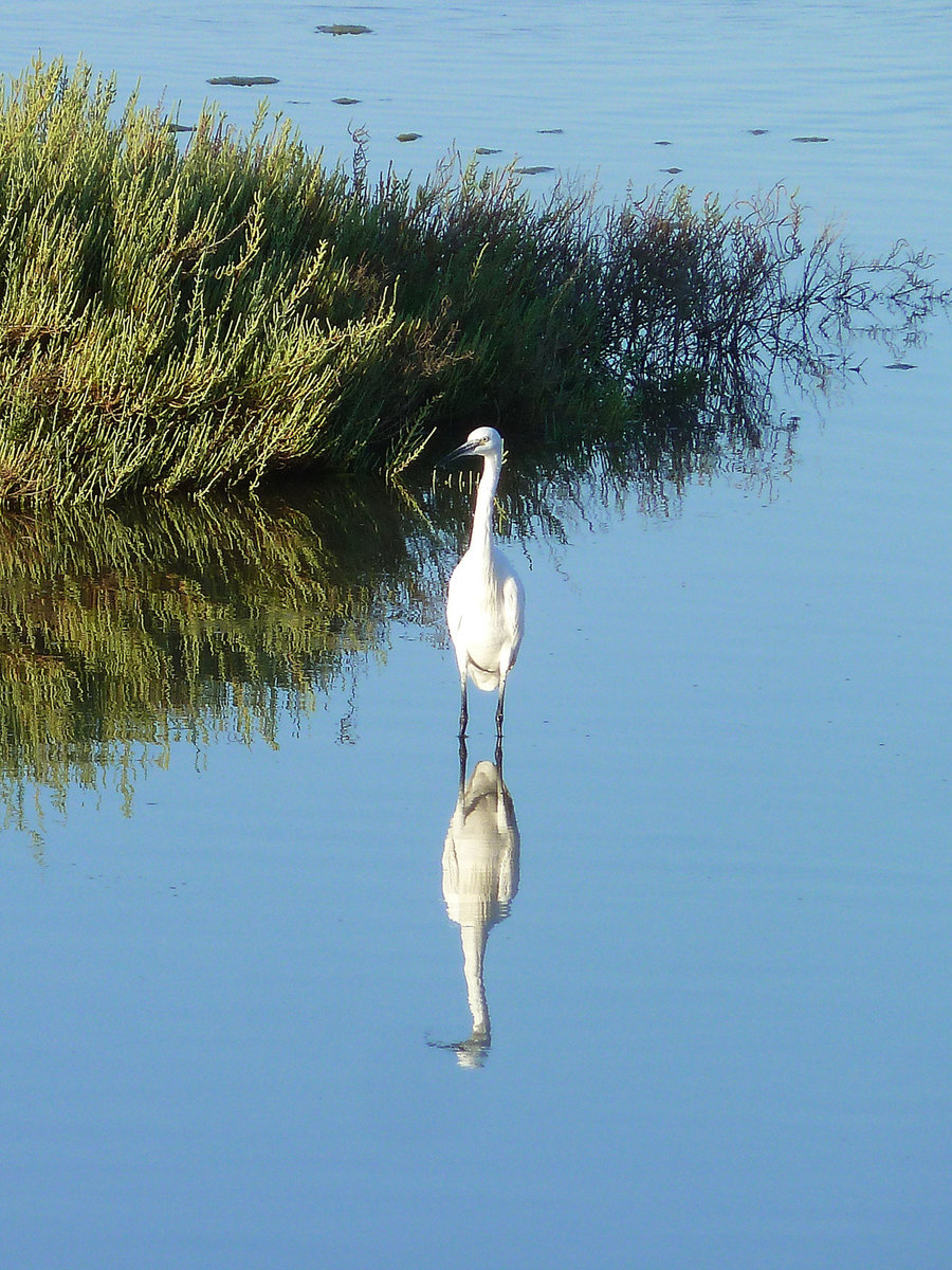 Seidenreiher und sein Spiegelbild im Etang du Grec bei Palavas-les-Flots. 27.08.2016