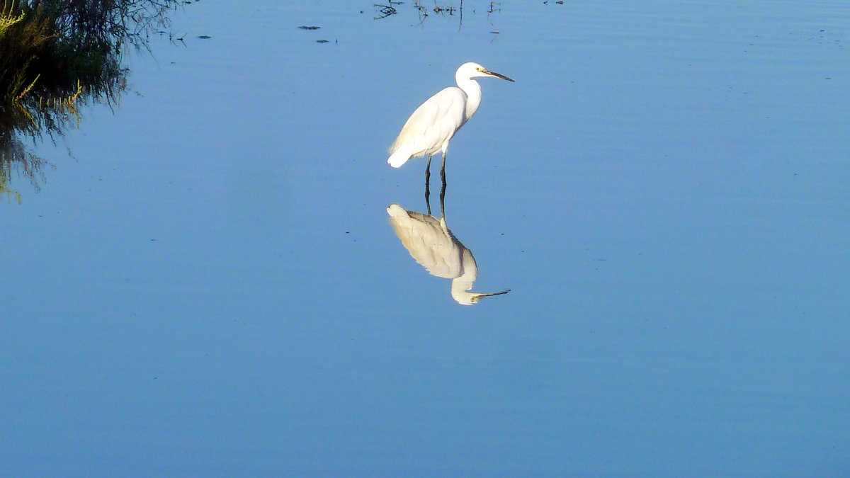 Seidenreiher und sein Spiegelbild im Etang du Grec bei Palavas-les-Flots. 27.08.2016