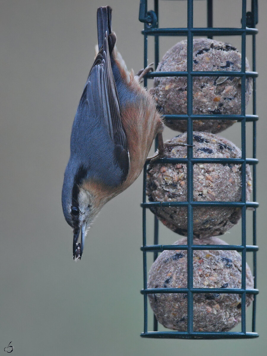 Seit langer Zeit mal wieder einen Kleiber entdeckt. (Hattingen, M�rz 2026)