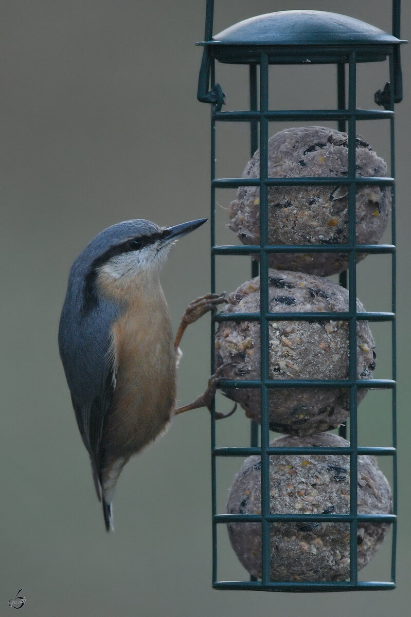 Seit langer Zeit mal wieder einen Kleiber entdeckt. (Hattingen, M�rz 2026)