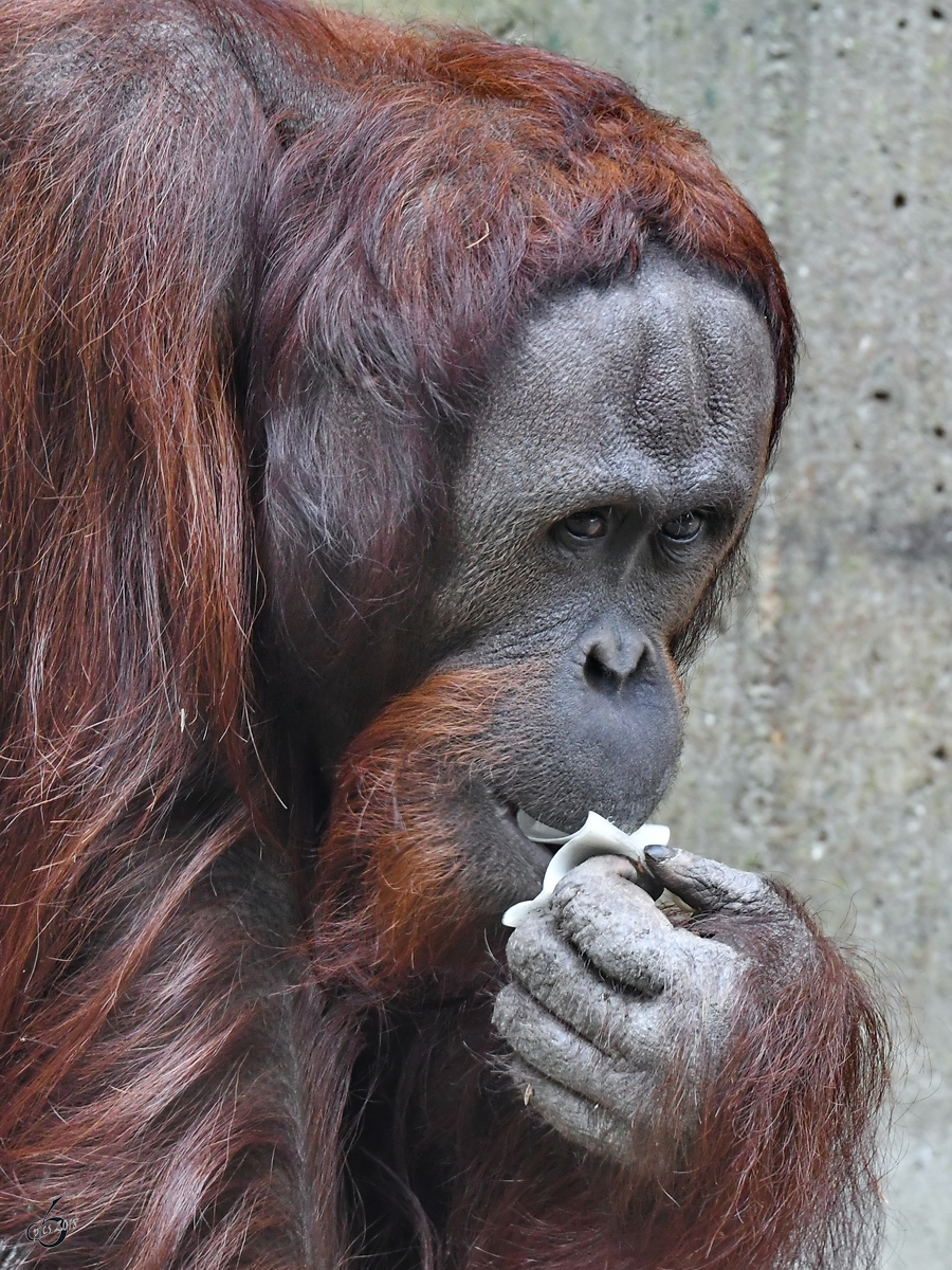 Seitenportrait eines Borneo-Orang-Utan´s. (Zoo Aalborg, Juni 2018)