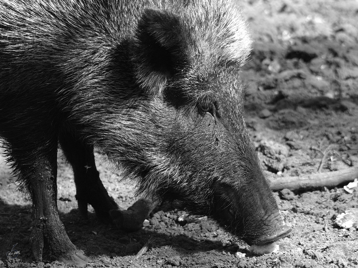 Seitenportrait eines Wildschweines. (Gstrow, April 2009)