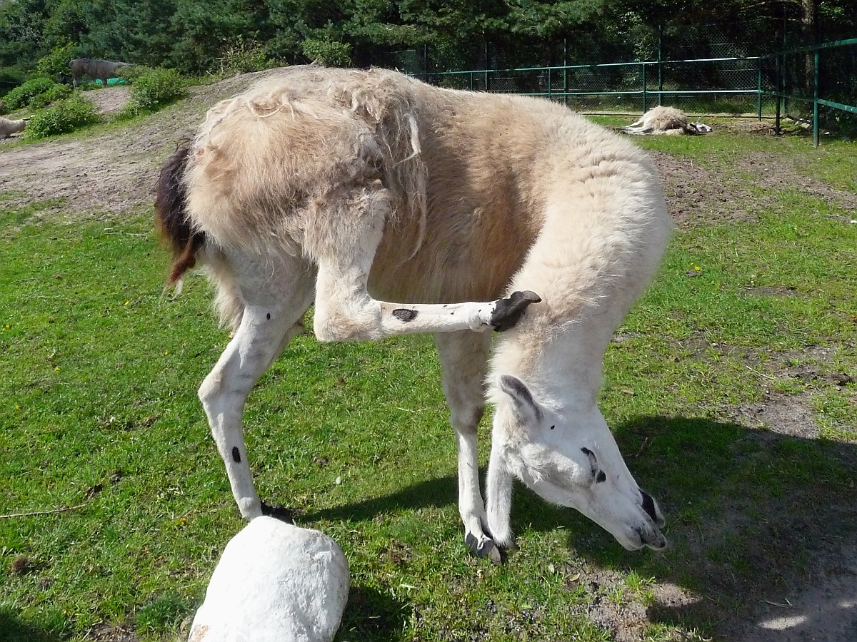 Seltsame Verrenkungen macht das Lama, wenn ihm das Fell juckt...
Serengetipark, 9.9.15 