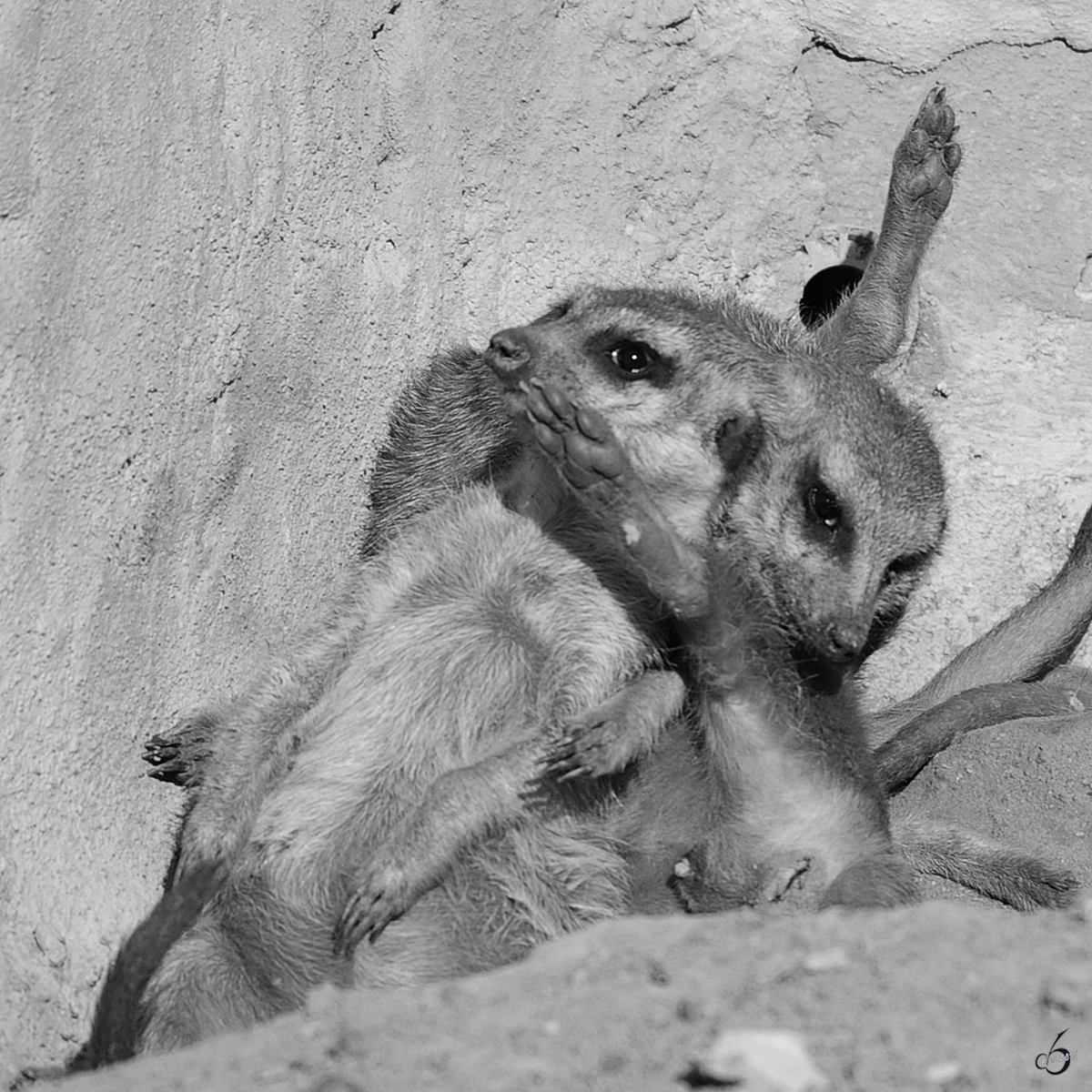 Seltsames Kuschelverhalten bei den Erdmnnchen im Zoom Gelsenkirchen (Oktober 2006)