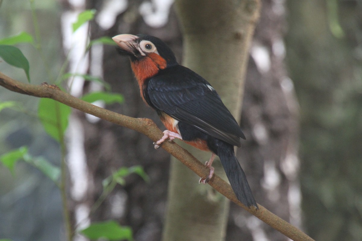 Senegal-Furchenschnabel auch Furchenschnabel-Bartvogel genannt (Lybius dubius) am 3.8.2010 im Frankfurter Zoo.