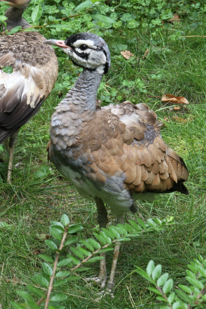 Senegaltrappe (Eupodotis senegalensis) am 3.8.2010 im Frankfurter Zoo.