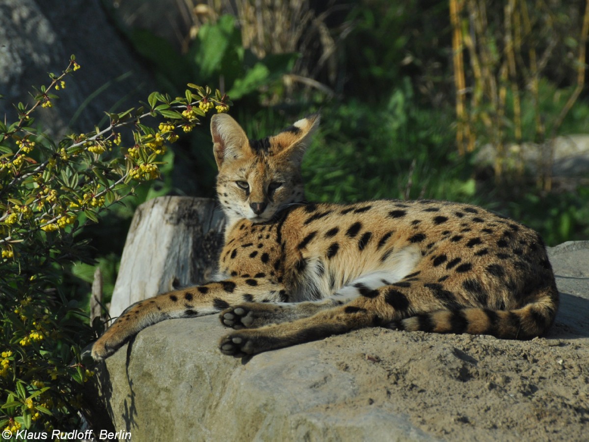 Serval (Leptailurus serval)) im Zoo Osnabrck (2012).