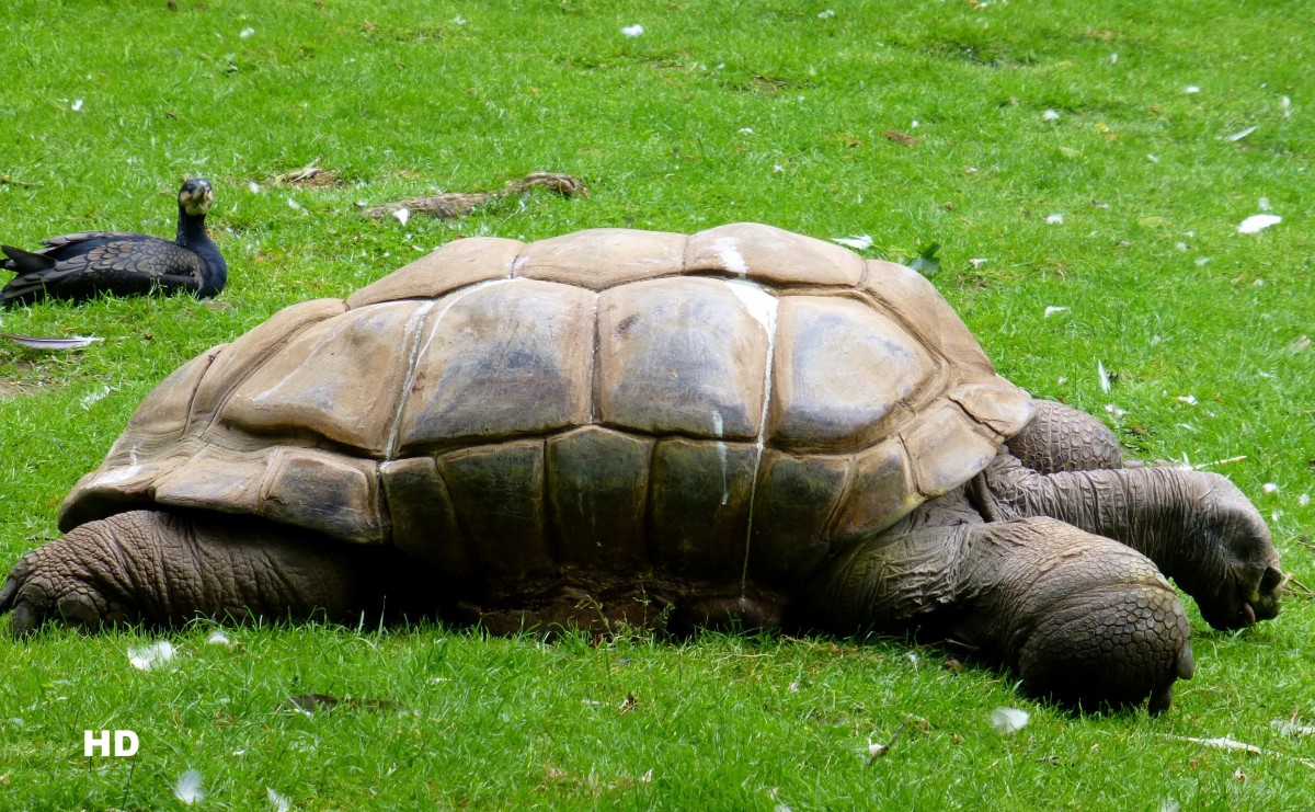 Seyschellen-Riesenschildkrte (Geochelone gigantea). Gesehen im Zoo Krefeld im Juni 2013. 
