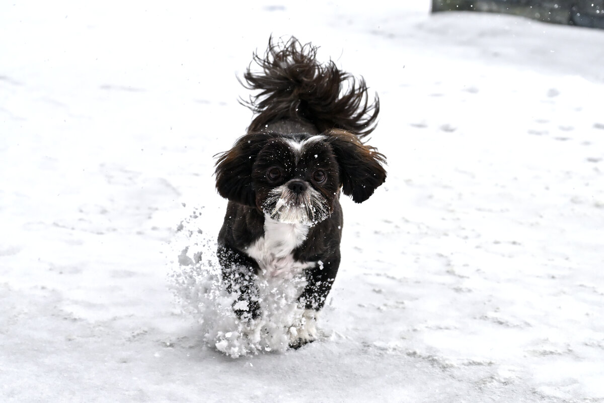Shih-Tzu Nala, Tongeren (B), 07.01.2026