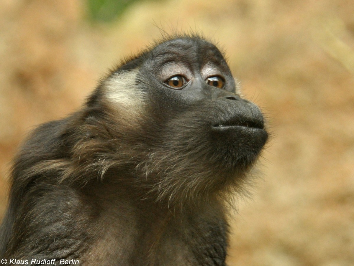 Siberut-Makak (Macaca siberu) in der Taman Safari Indonesia Bogor (November 2013).