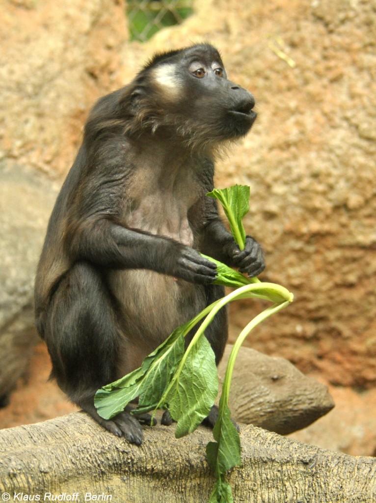 Siberut-Makak (Macaca siberu) in der Taman Safari Indonesia Bogor (November 2013).