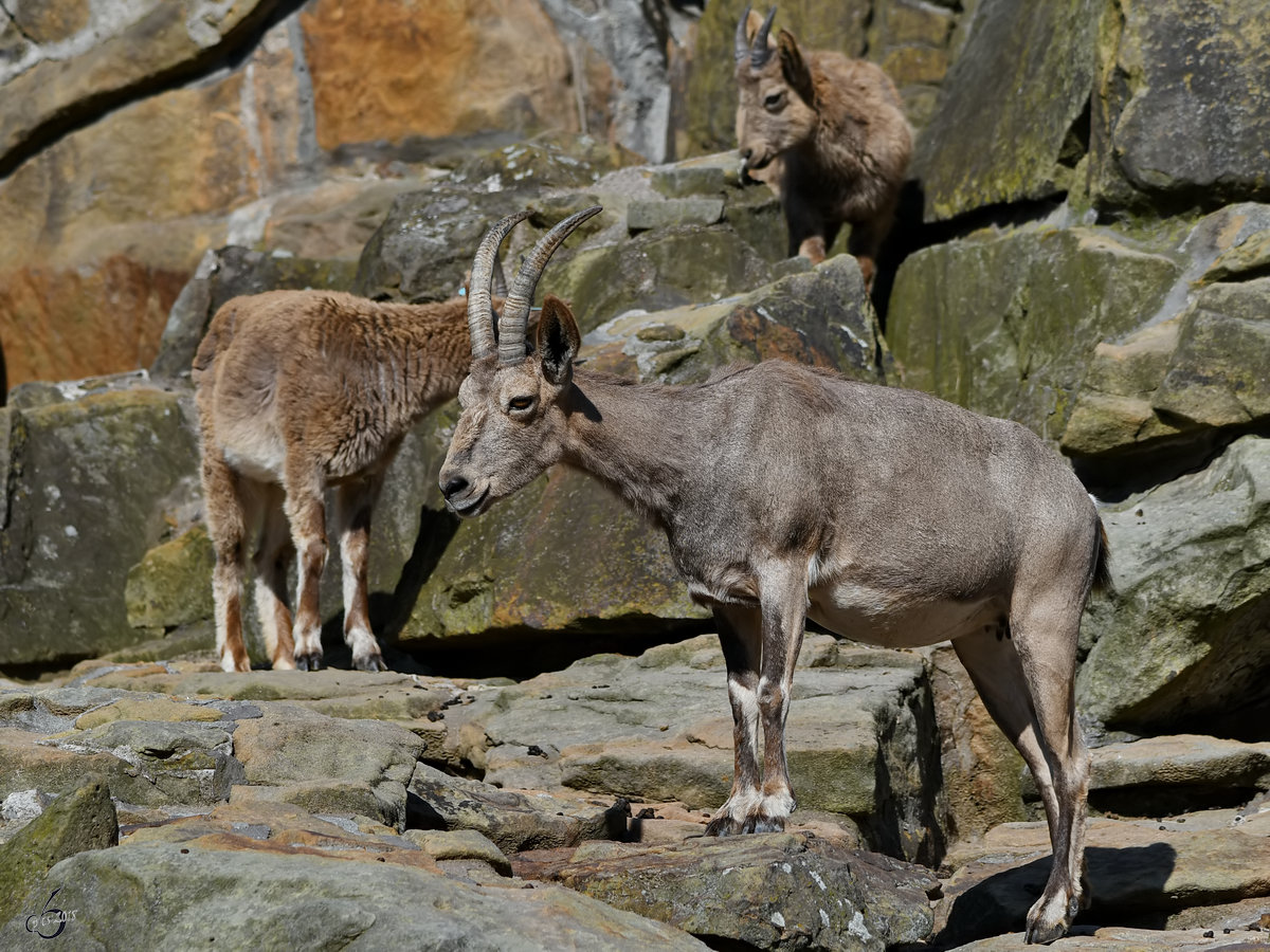 Sibirische Steinbcke Ende April 2018 im Zoo Berlin.