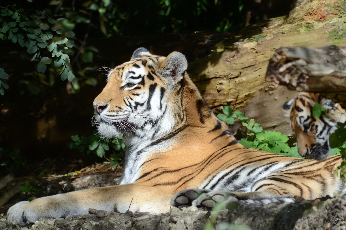 Sibirische Tiger im Zoo Duisburg. (September 2011)