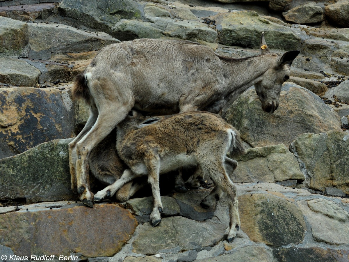 Sibirischer Steinbock (Capra sibirica). Weibchen mit Zwillingen im Zoo Berlin (Juli 2015).