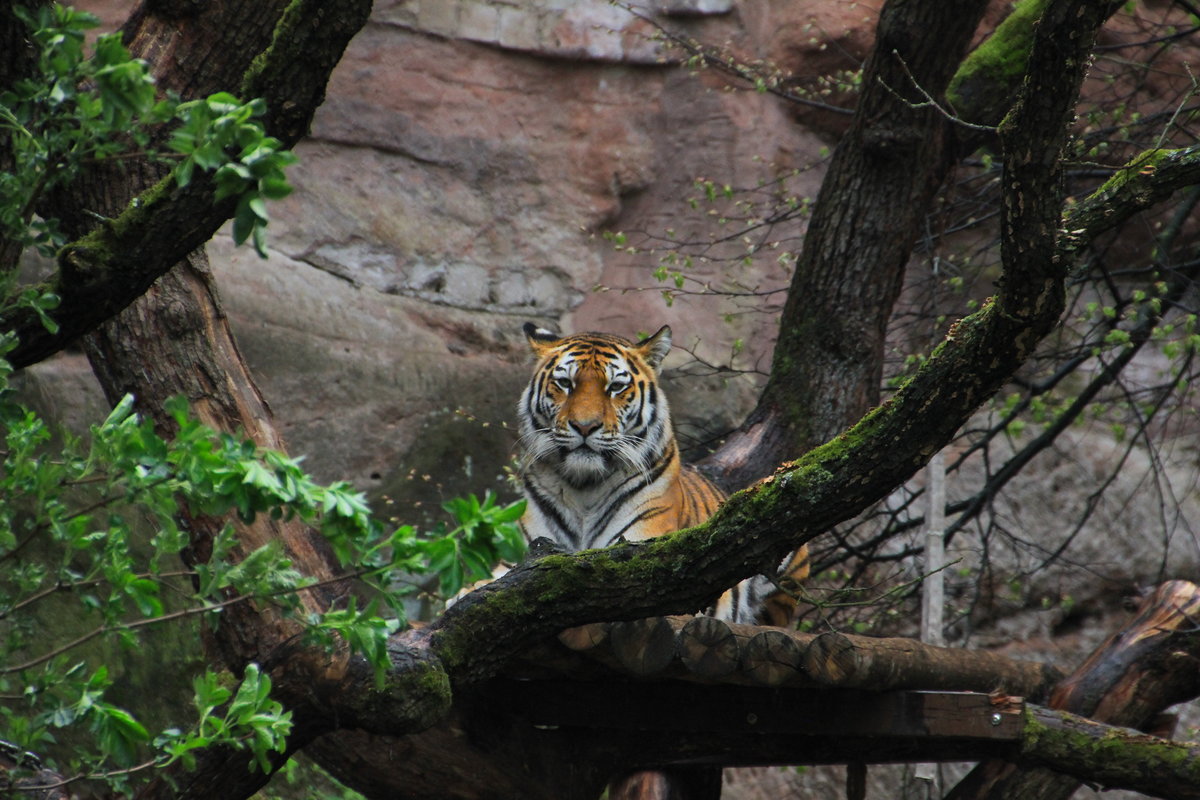 Sibirischer Tiger am 23.04.2016 im Tiergarten Nürnberg. 