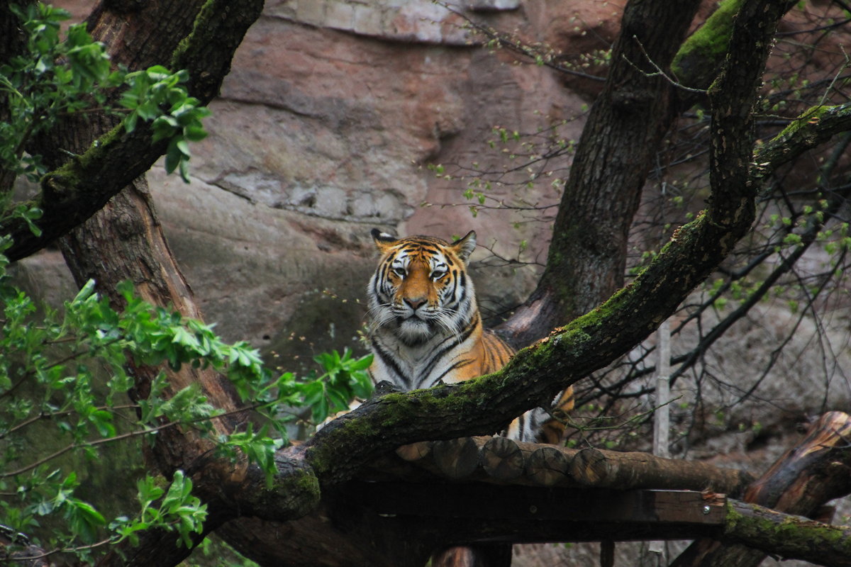 Sibirischer Tiger am 23.04.2016 im Tiergarten Nrnberg. 