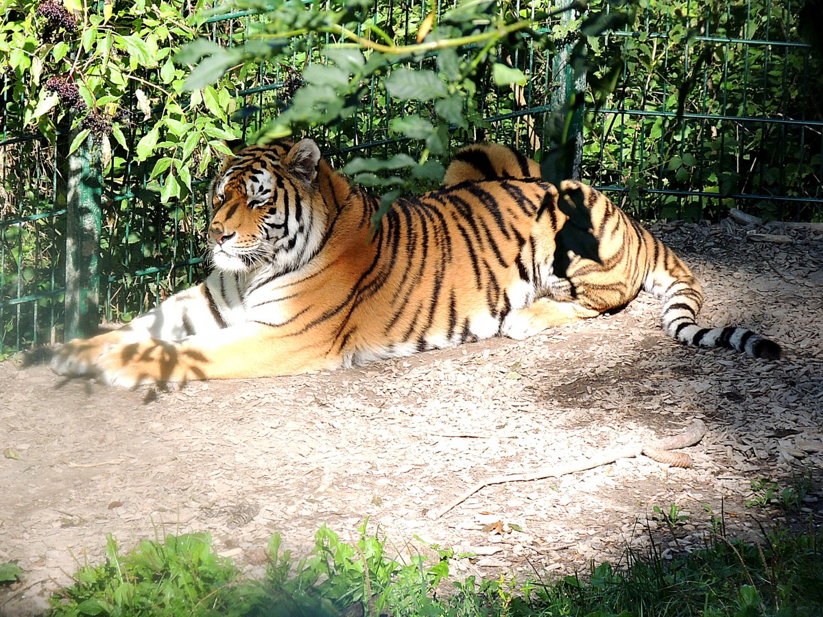 Sibirischer-TIGER hlt im Zoo-Schmiding sein Mittagnickerchen; 130905