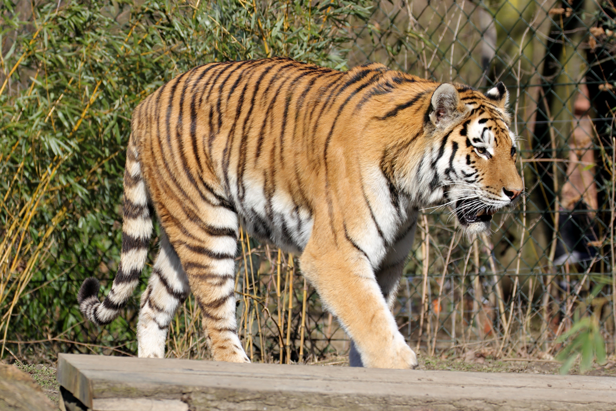 Sibirischer Tiger in der ZOOM Erlebniswelt Gelsenkirchen 8.3.2015