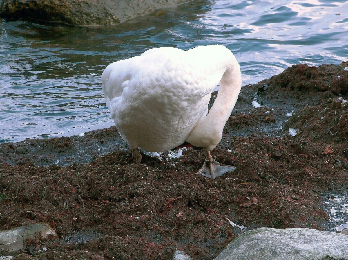 Sich putzender Schwan an der Ostseekste vor Lohme auf Rgen (13. September 2014)