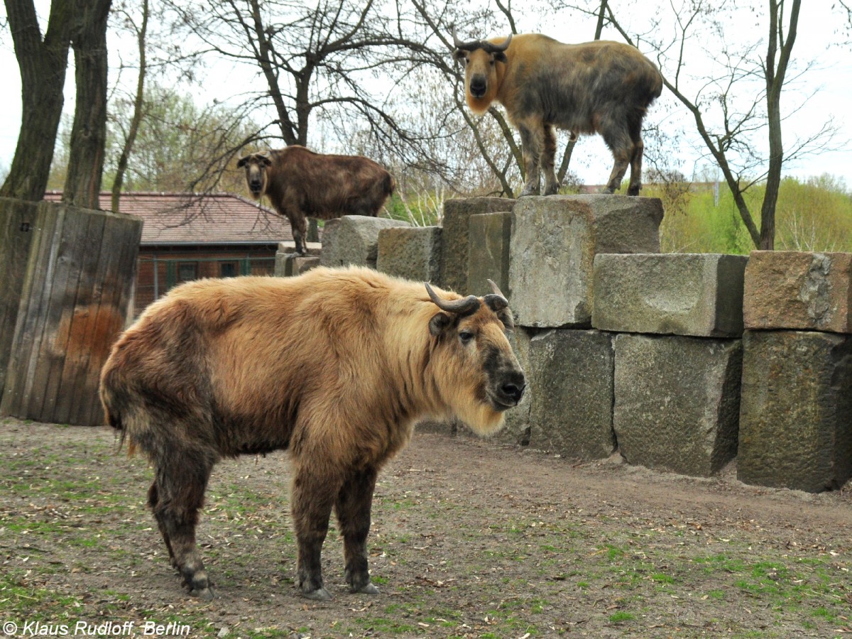 Sichuan-Takin (Budorcas taxicolor tibetana). Gruppe im Tierpark Berlin