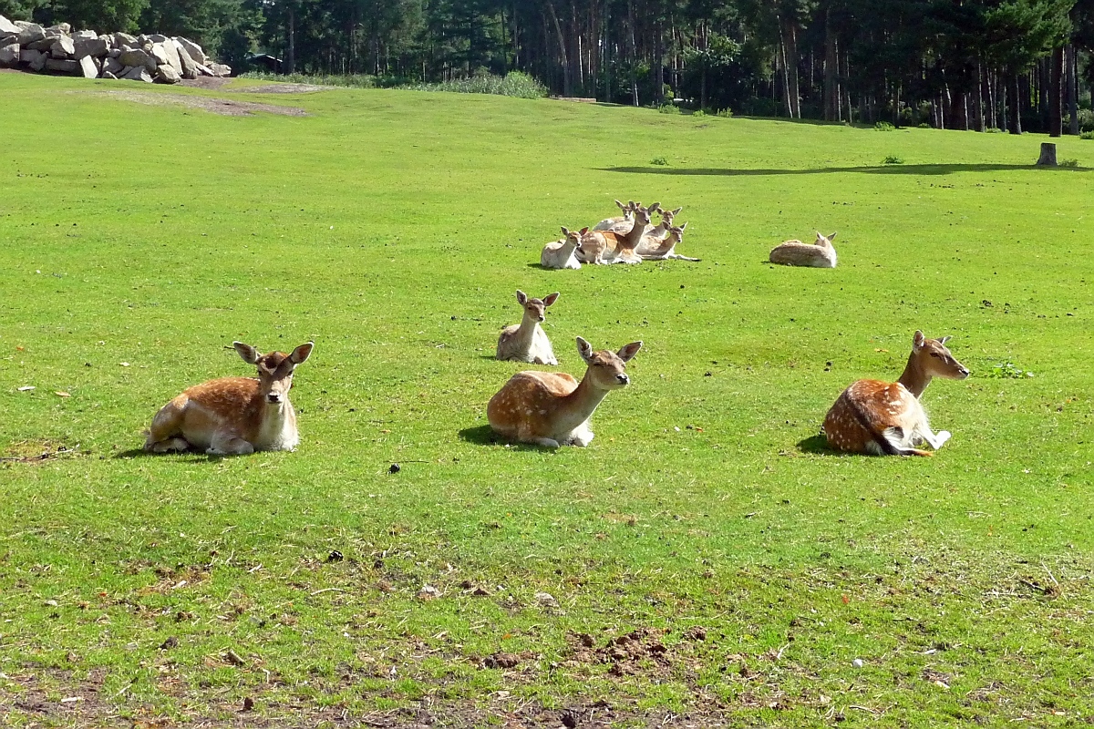 Sie sind zwar nicht scheu, aber behalten einen doch stets im Auge: Rehe im Serengetipark, 9.9.15