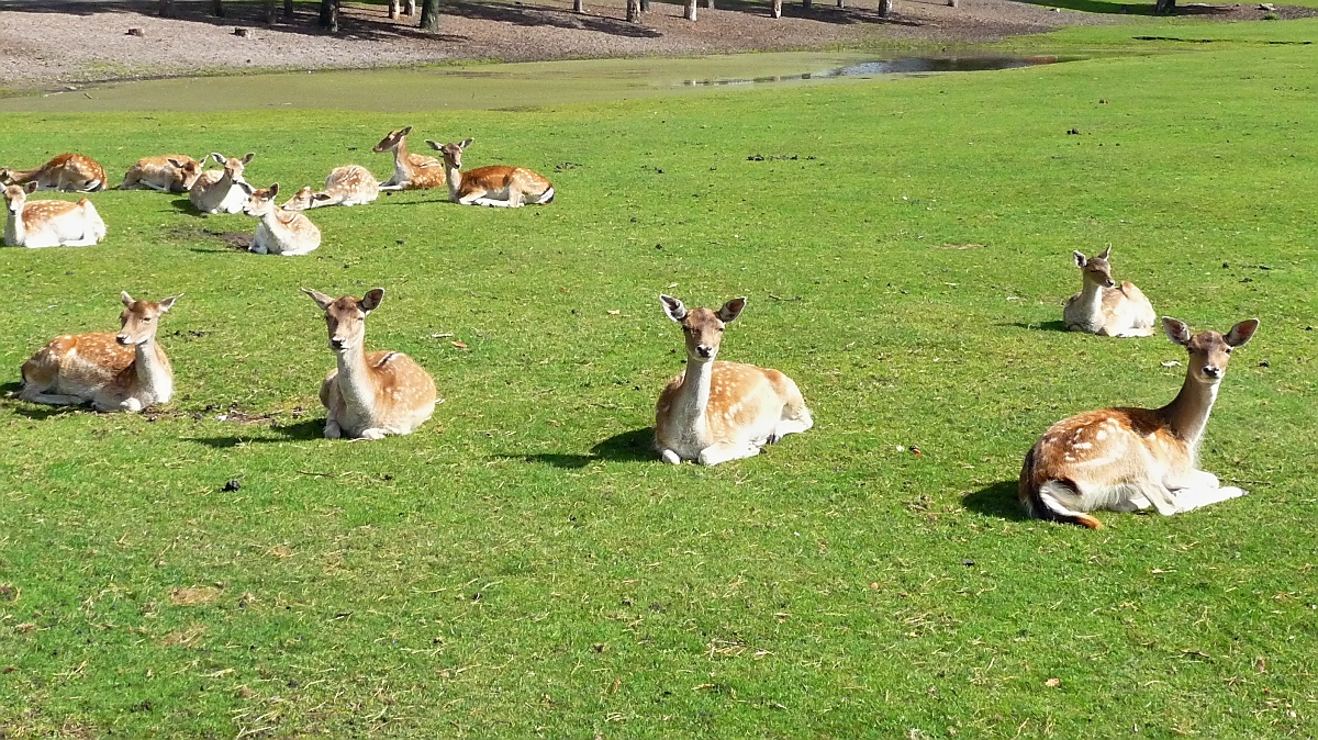 Sie sind zwar nicht scheu, aber behalten einen doch stets im Auge: Damwild im Serengetipark, 9.9.15 