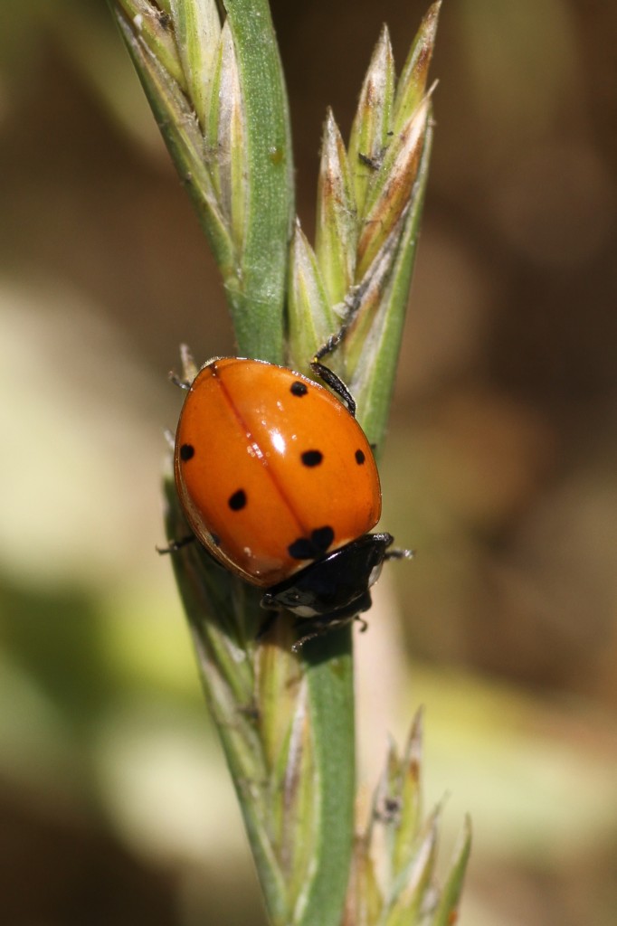 Siebenpunkt-Marienkfer oder Siebenpunkt (Coccinella septempunctata) am 16.7.2010 bei Muggensturm.