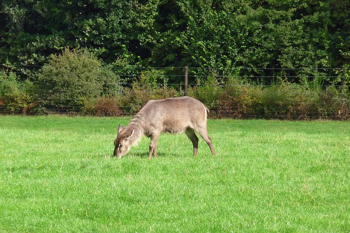 Sieht fast aus wie ein Esel, mssten aber ein weiblicher Wasserbock im Serengetipark sein, 9.9.15 