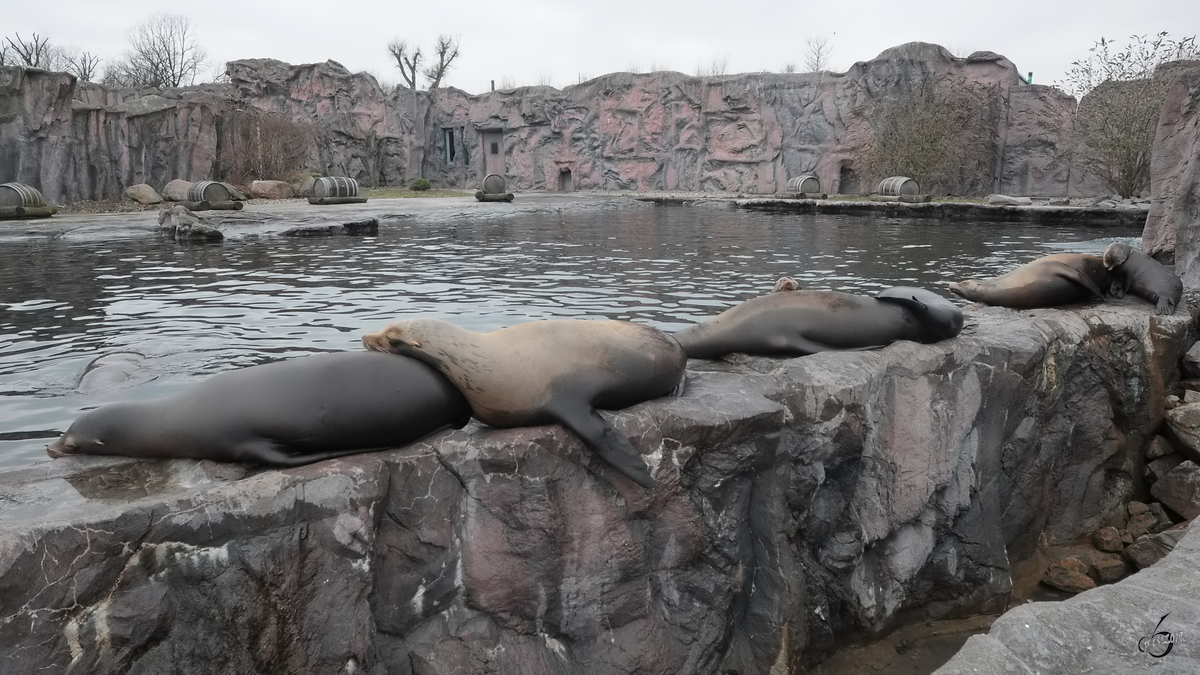 Siesta bei den Seelwen. (Zoom Gelsenkirchen, Februar 2011)