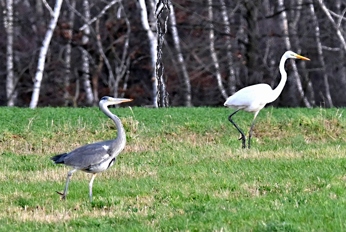 Silber- und Graureiher auf einer Lichtung im Billiger Wald bei Euskirchen - 21.01.2021