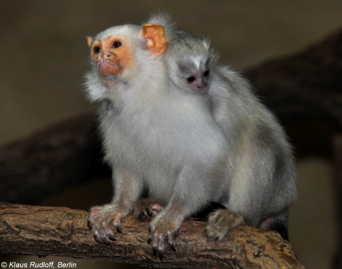 Silberffchen (Mico argentata). Mnnchen mit Jungtier im Tierpark Berlin /2009).