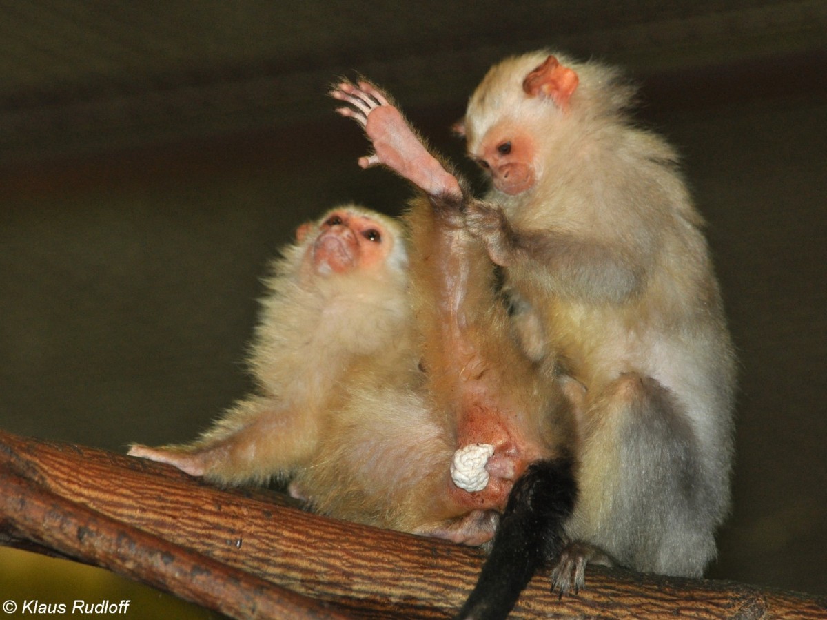 Silberffchen (Mico argentatus) im Tierpark Berlin (2012).