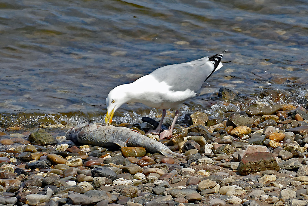 Silbermwe knabbert am angeschwemmten Fisch am Rheinufer Bonn-Graurheindorf - 06.05.2017