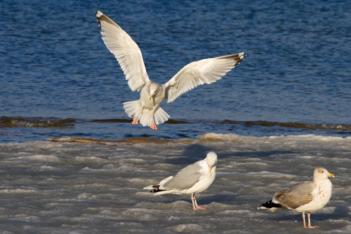 Silbermwe landet am vereisten Ostseestrand. - 09.02.2014