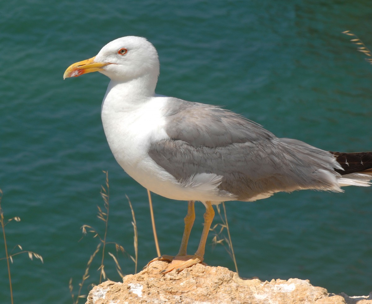 Silbermwe (Larus argentatus).

Aufnahmedatum: 27. Juli 2010.