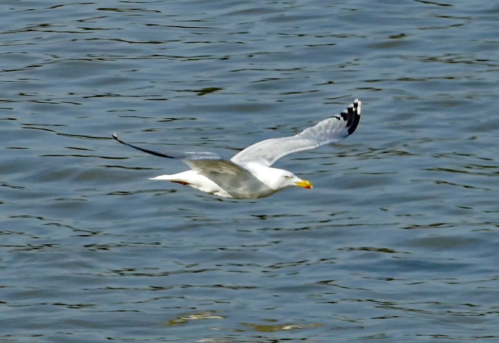 Silbermwe im Tiefflug ber`m Rhein in Remagen - 16.03.2017