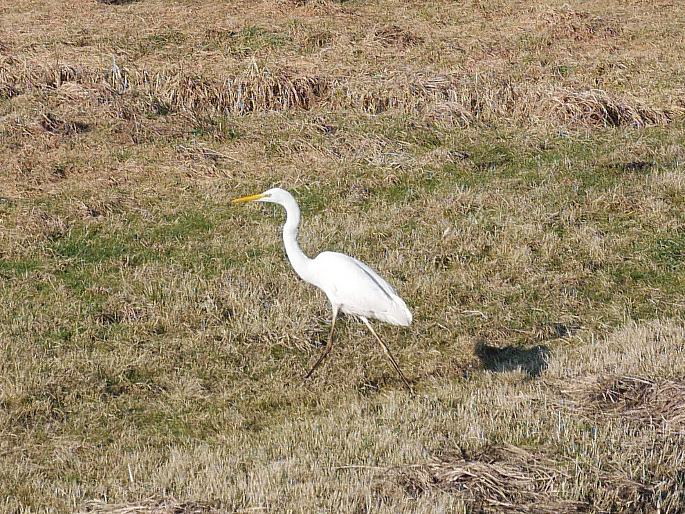 Silberreiher (Ardea alba, Casmerodius albus, Egretta alba) auf einer Wiese am Elbe-Lbeck-Kanal zwischen Berkenthin und Krummesse; 15.02.2017
