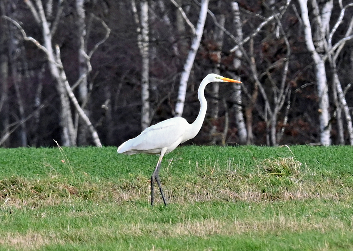 Silberreiher auf Futtersuche im Billiger Wald bei Euskirchen - 21.01.2021